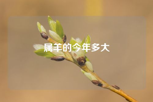 属羊的今年多大